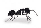 Black Ant or Garden Ant