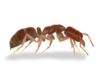Roger's Ant